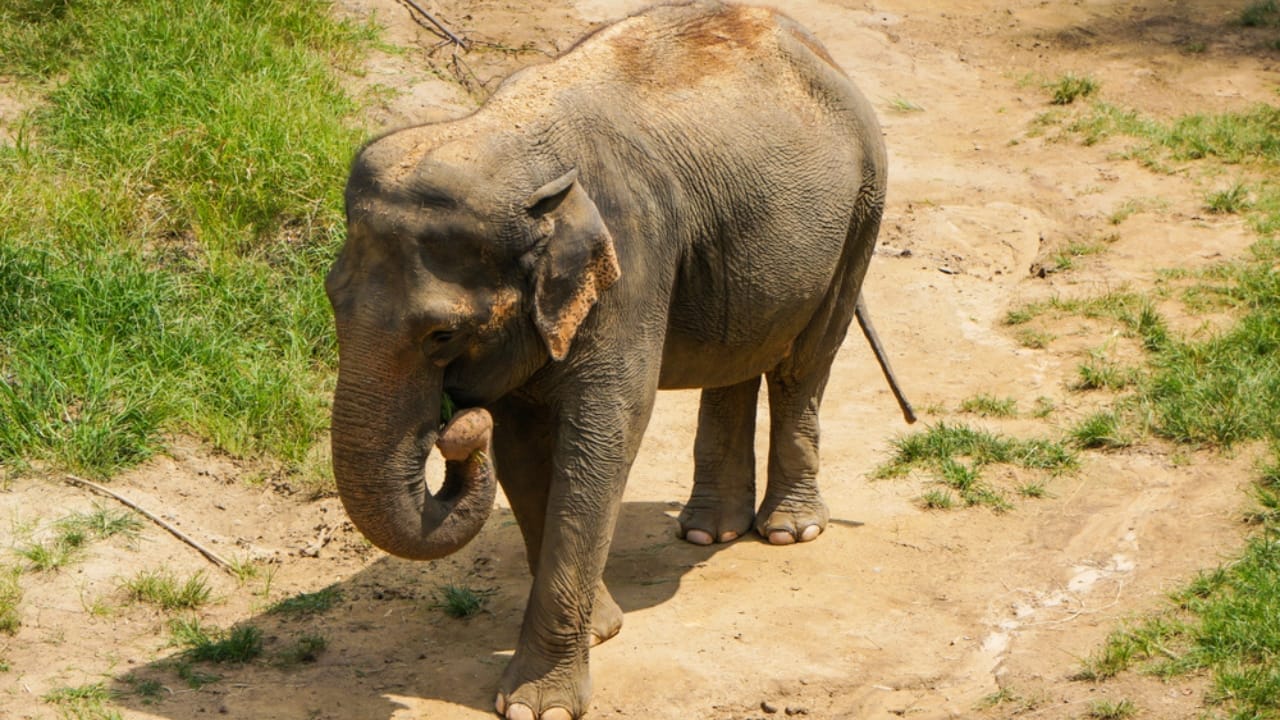 America's Wildlife Wonderlands: The 13 Largest Zoos to Explore 6 America's Wildlife Wonderlands: The 13 Largest Zoos to Explore - Elephant in Smithsonians National Zoo and Conservation Biology Institute ss1372215350