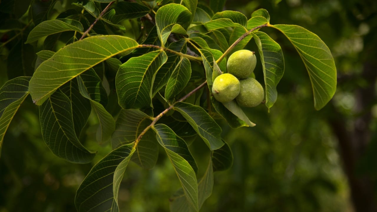 Tapping into Nature's Sweetness: 23 Trees That Produce Unique Syrups 10 Tapping into Nature's Sweetness: 23 Trees That Produce Unique Syrups - English walnuts dp389979584