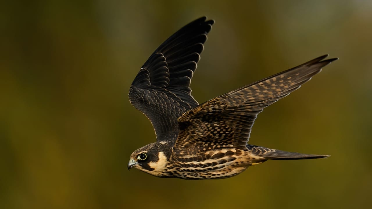 15 Birds That Take Flight at Record-Breaking Speeds 7 15 Birds That Take Flight at Record-Breaking Speeds - Eurasian Hobby dp410367666