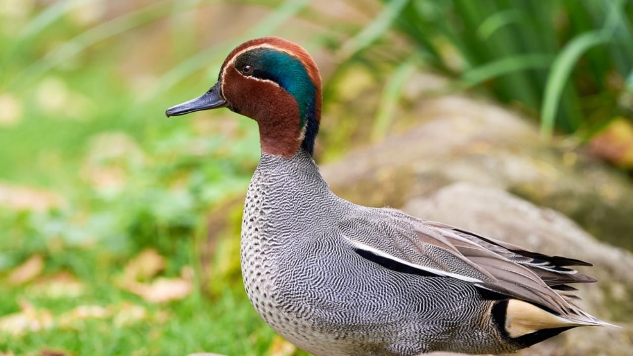 15 Birds That Take Flight at Record-Breaking Speeds 14 15 Birds That Take Flight at Record-Breaking Speeds - Eurasian Teal duck dp369728236