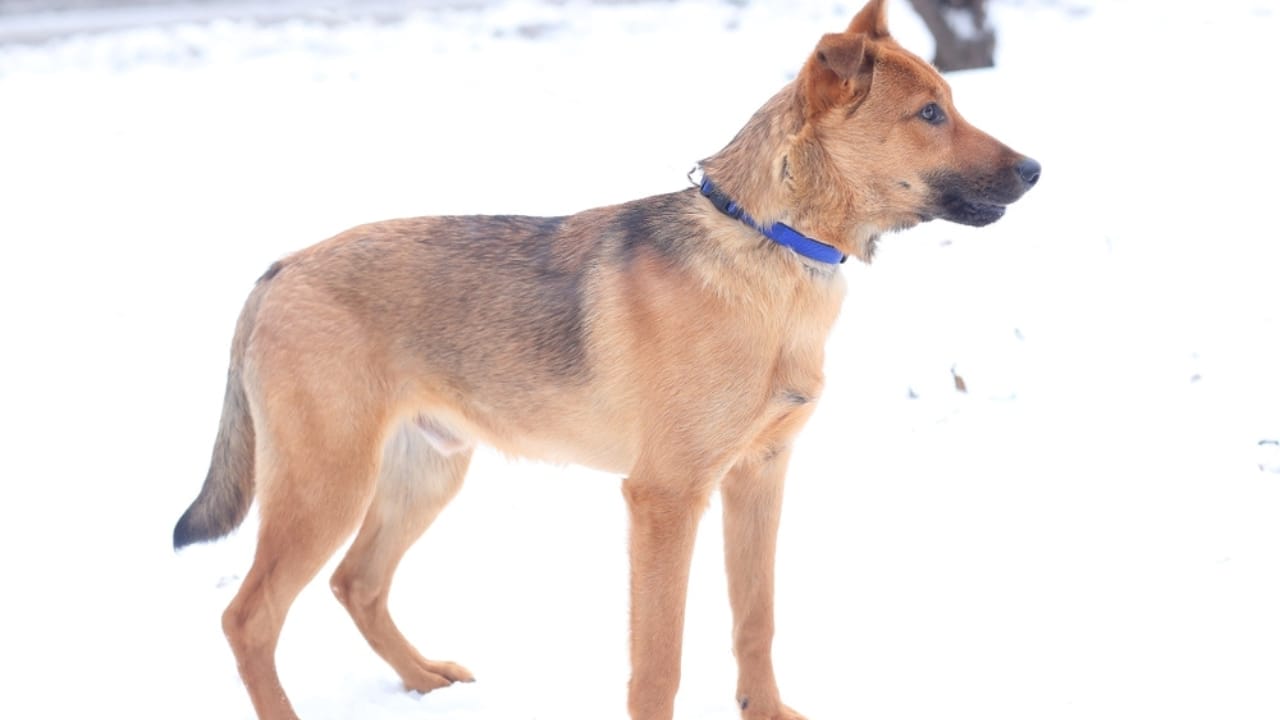 10 Rare German Shepherd Colors You Never Knew Existed 11 10 Rare German Shepherd Colors You Never Knew Existed - Fawn German Shepherd ss2259516841