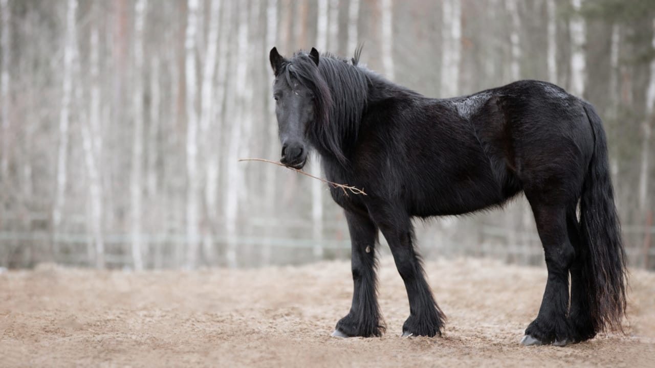 13 Breeds of Black Horses That Radiate Strength & Timeless Beauty 6 13 Breeds of Black Horses That Radiate Strength & Timeless Beauty - Fell Pony dp418415958