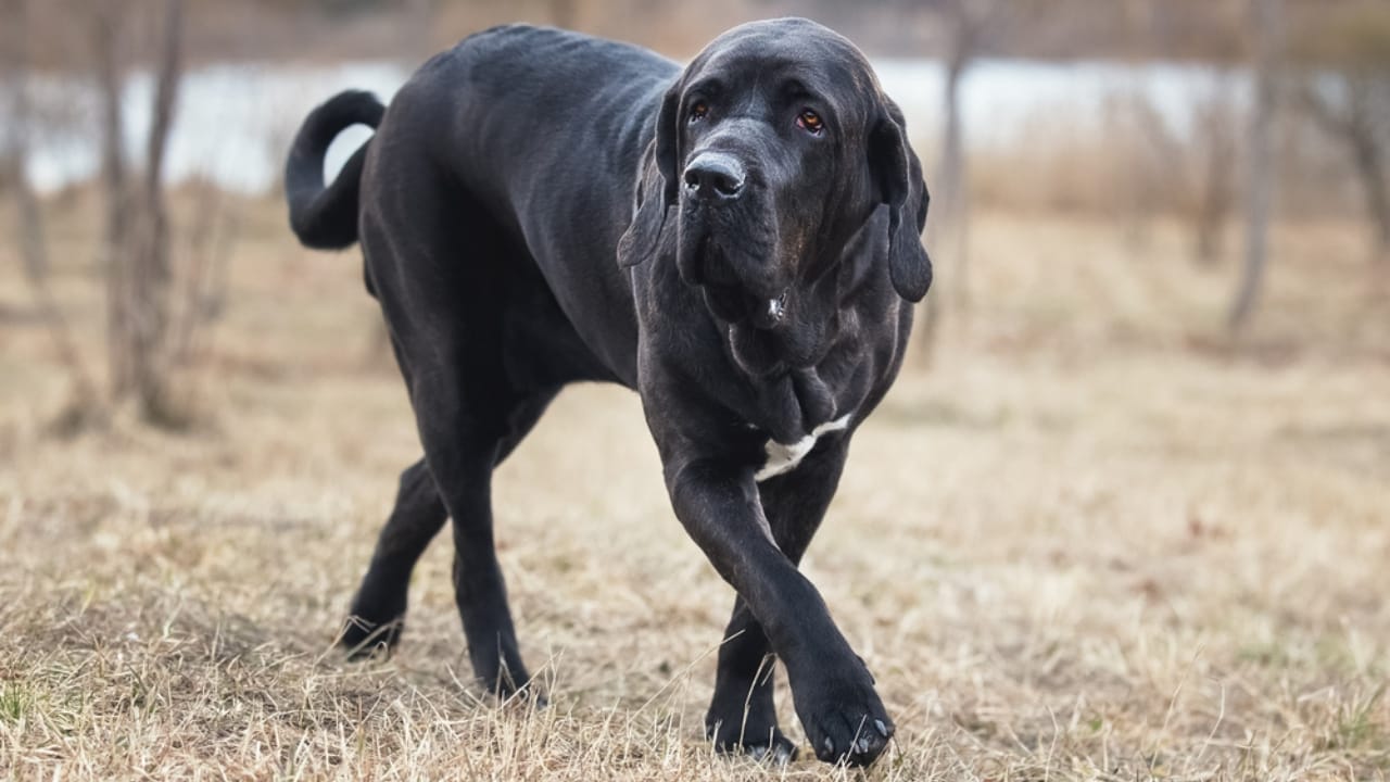 18 Fiercely Loyal Dog Breeds That are Natural Protectors - Fila Brasileiro dog ss610686077
