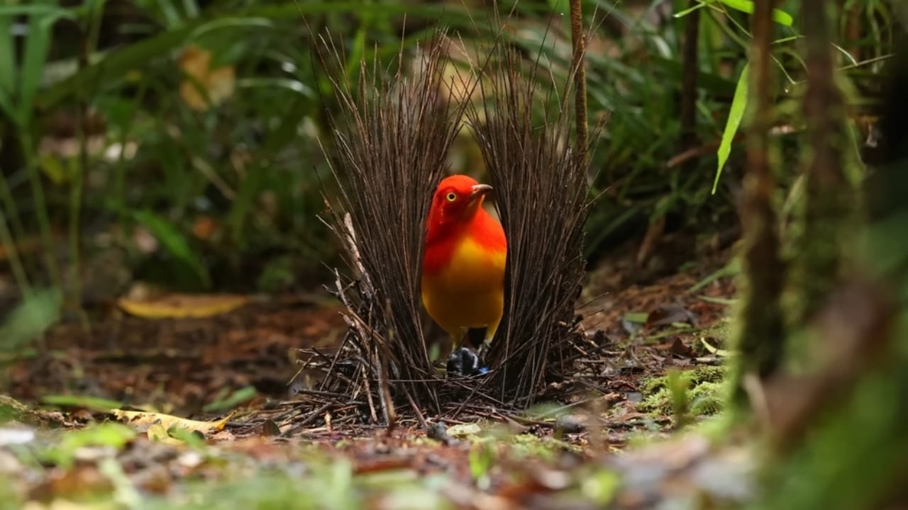 7 Orange-Headed Birds That Stand Out in Nature’s Palette 5 7 Orange-Headed Birds That Stand Out in Nature’s Palette - Flame Bowerbird ss2284809829