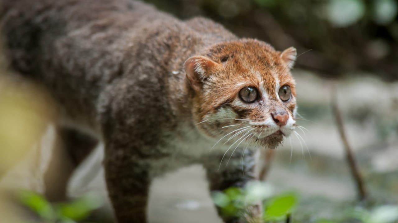 10 Wild Cats That are Among the Smallest in the World 6 10 Wild Cats That are Among the Smallest in the World - Flat headed Cat ss243145435