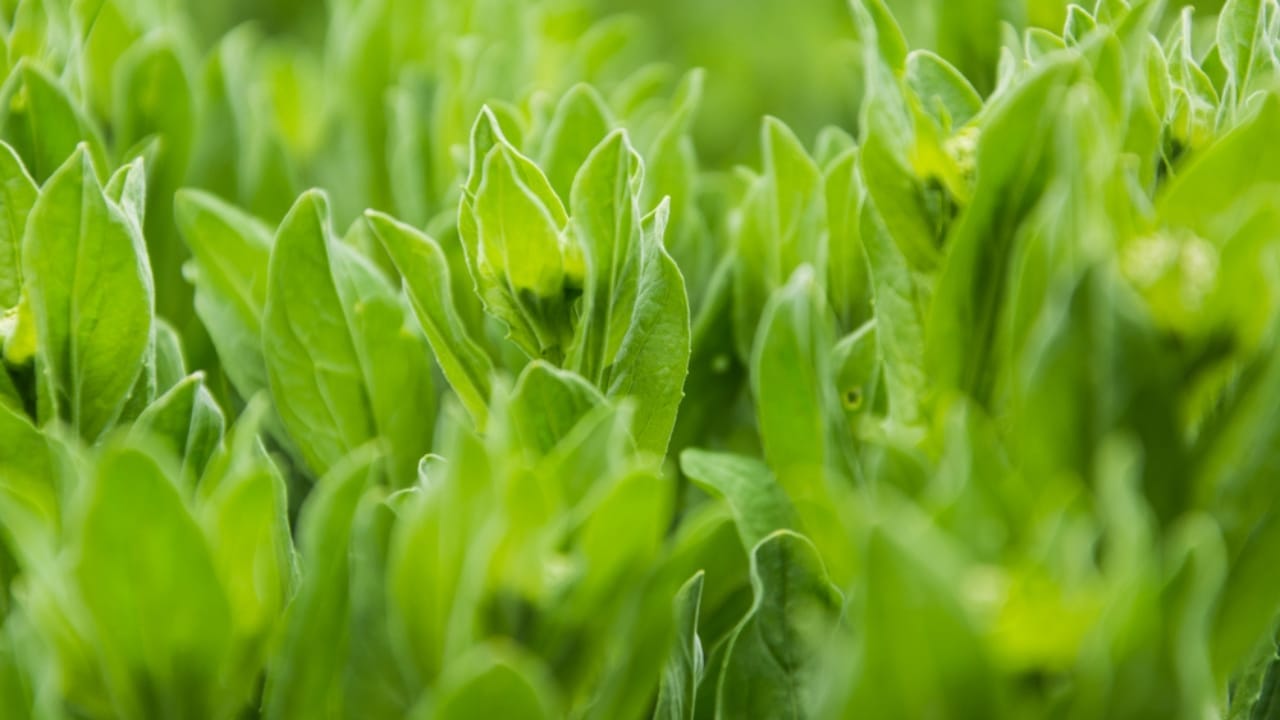A Natural Painkiller Could be Growing in Your Backyard 4 A Natural Painkiller Could be Growing in Your Backyard - Fresh wild lettuce ss194173283