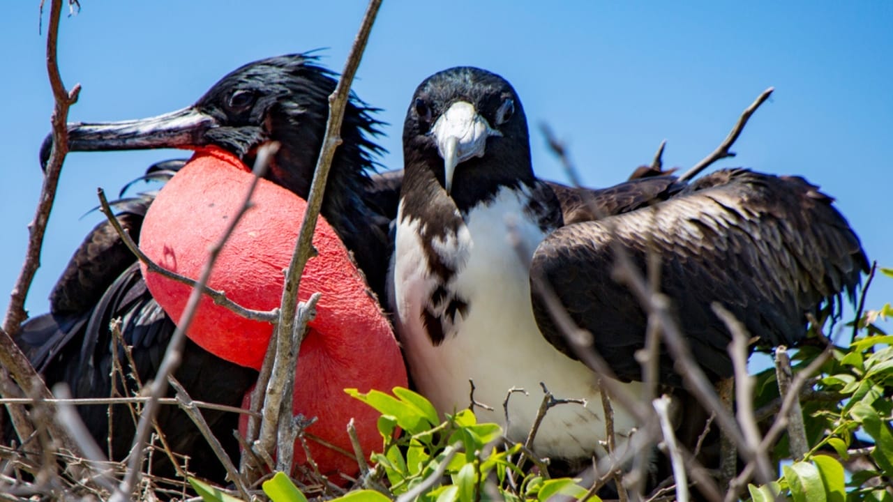 15 Birds That Take Flight at Record-Breaking Speeds 8 15 Birds That Take Flight at Record-Breaking Speeds - Frigatebird mate dp292960316