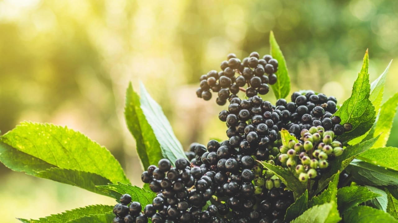 Want to Grow Elderberries? Here's How to Do It Right - Garden of elderberry fruit dp308305540