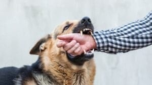 The Dark Side of Man's Best Friend: 15 Dangersous Dog Breeds to Own 1 The Dark Side of Man's Best Friend: 15 Dangersous Dog Breeds to Own - German Shepherd bites man hand ss2320889683