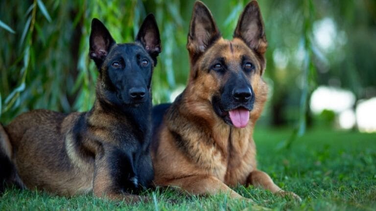 15 Dogs That Look Strikingly Similar to German Shepherds 4 15 Dogs That Look Strikingly Similar to German Shepherds - German belgian ss2361033371
