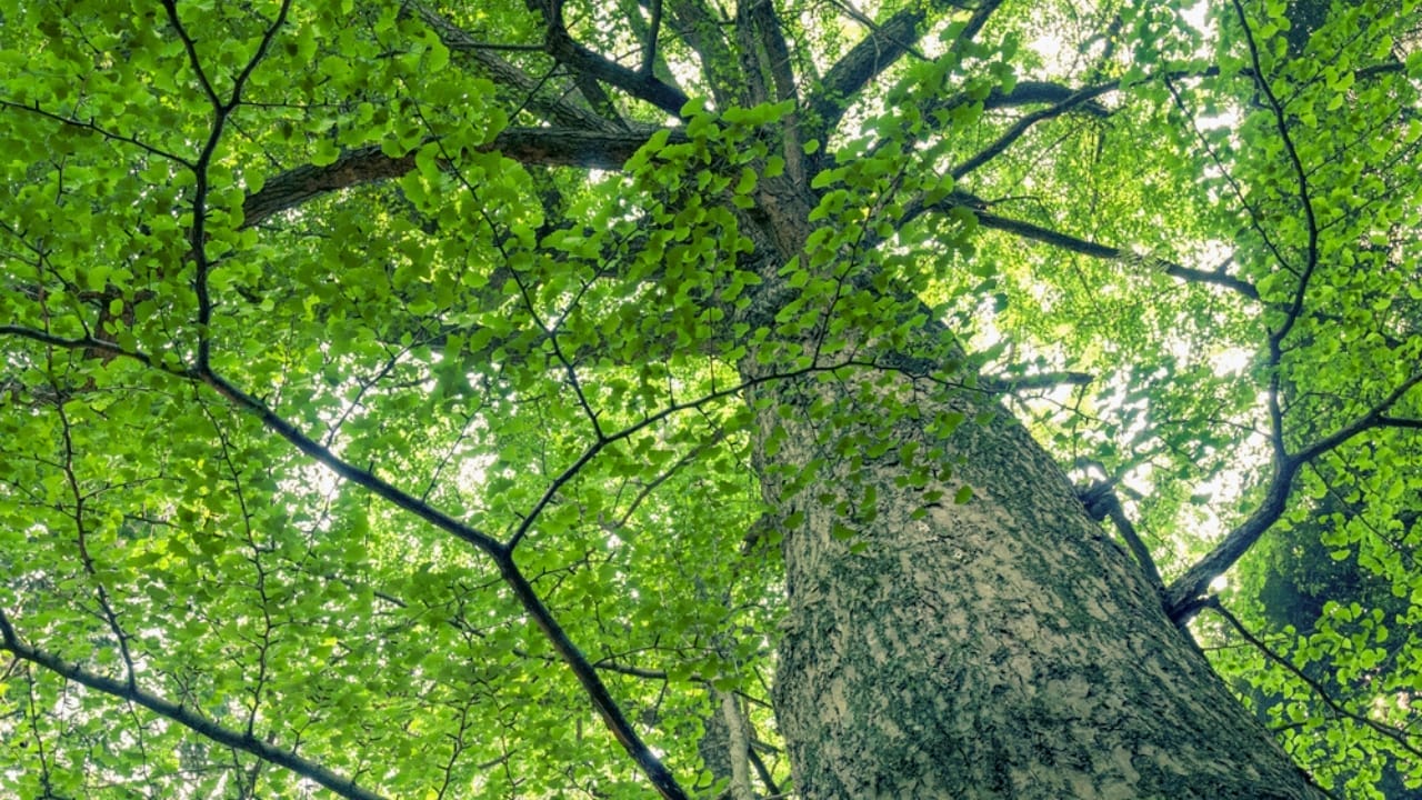 13 Trees to Plant for a Bountiful Homestead 6 13 Trees to Plant for a Bountiful Homestead - Giant tree of ginko tree dp13443877