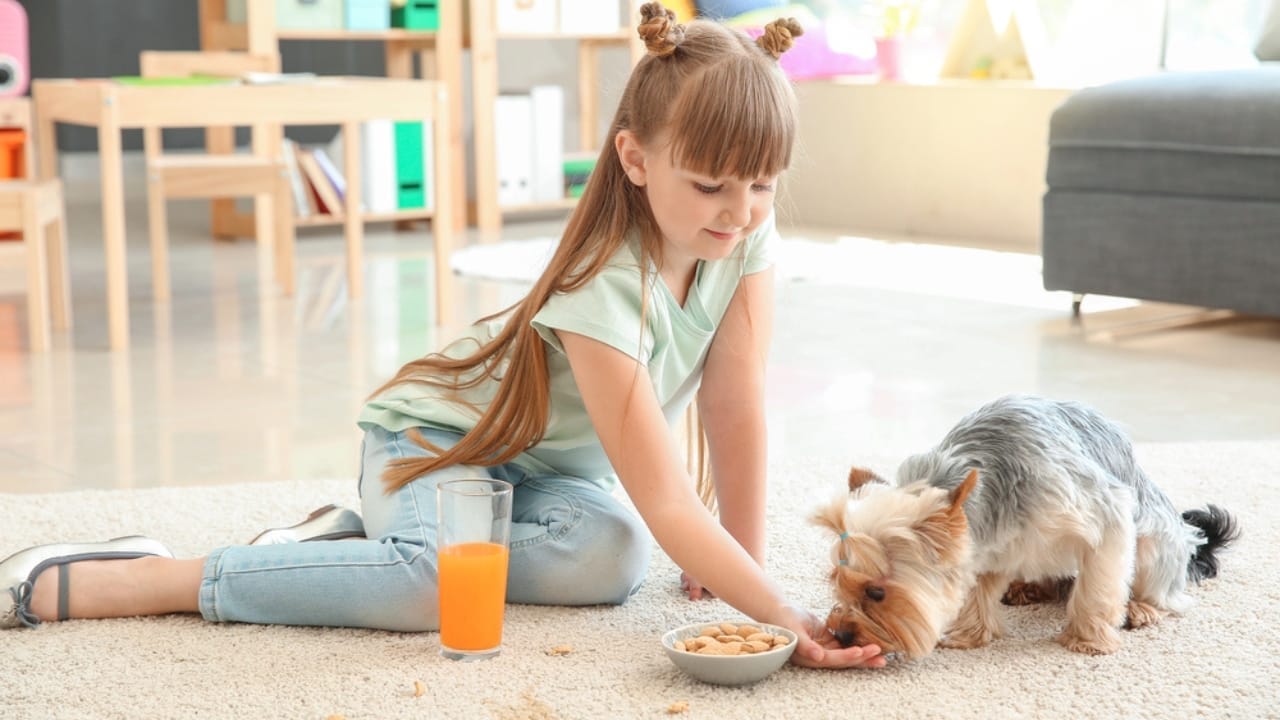 Potty Training Made Easy: 7 Tips for Your New Puppy 6 Potty Training Made Easy: 7 Tips for Your New Puppy - Girl feeding dog dp293815686