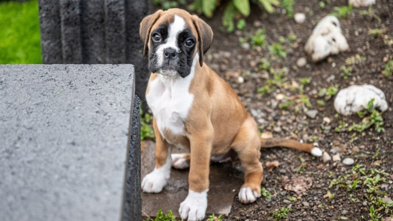 12 Golden Retriever Mix Breeds Taking the Pet World by Storm 13 12 Golden Retriever Mix Breeds Taking the Pet World by Storm -