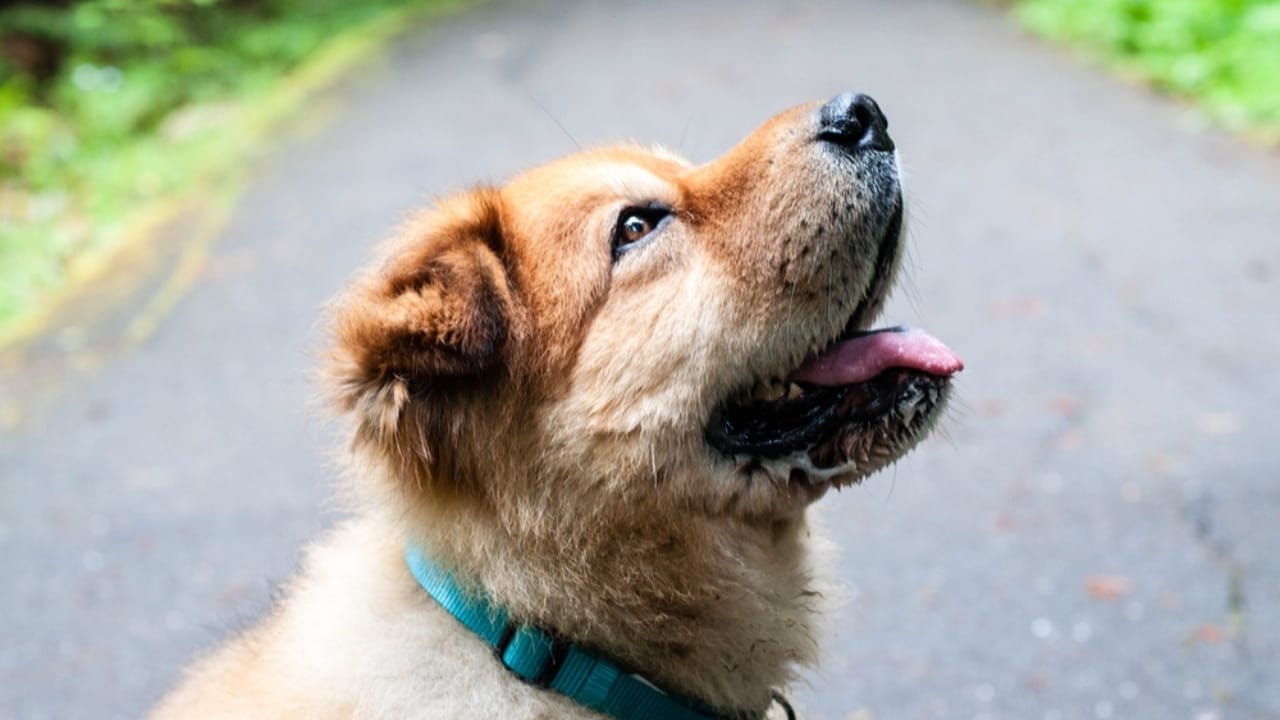 12 Golden Retriever Mix Breeds Taking the Pet World by Storm 11 12 Golden Retriever Mix Breeds Taking the Pet World by Storm - Golden Chow ss2305815525