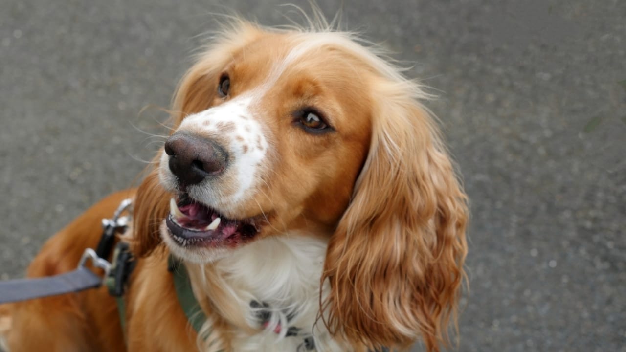 12 Golden Retriever Mix Breeds Taking the Pet World by Storm 6 12 Golden Retriever Mix Breeds Taking the Pet World by Storm - Golden Cocker Retriever ss2451623389