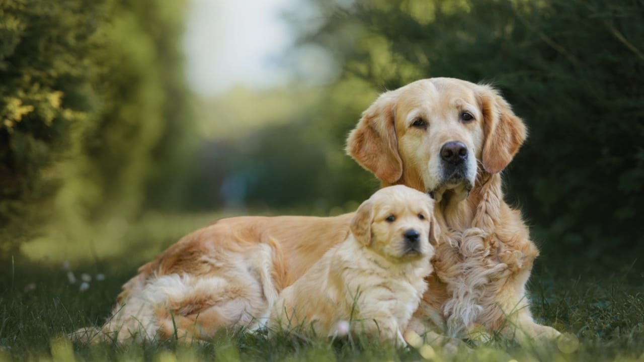 12 Golden Retriever Mix Breeds Taking the Pet World by Storm 4 12 Golden Retriever Mix Breeds Taking the Pet World by Storm - Golden Labrador ss2475553801