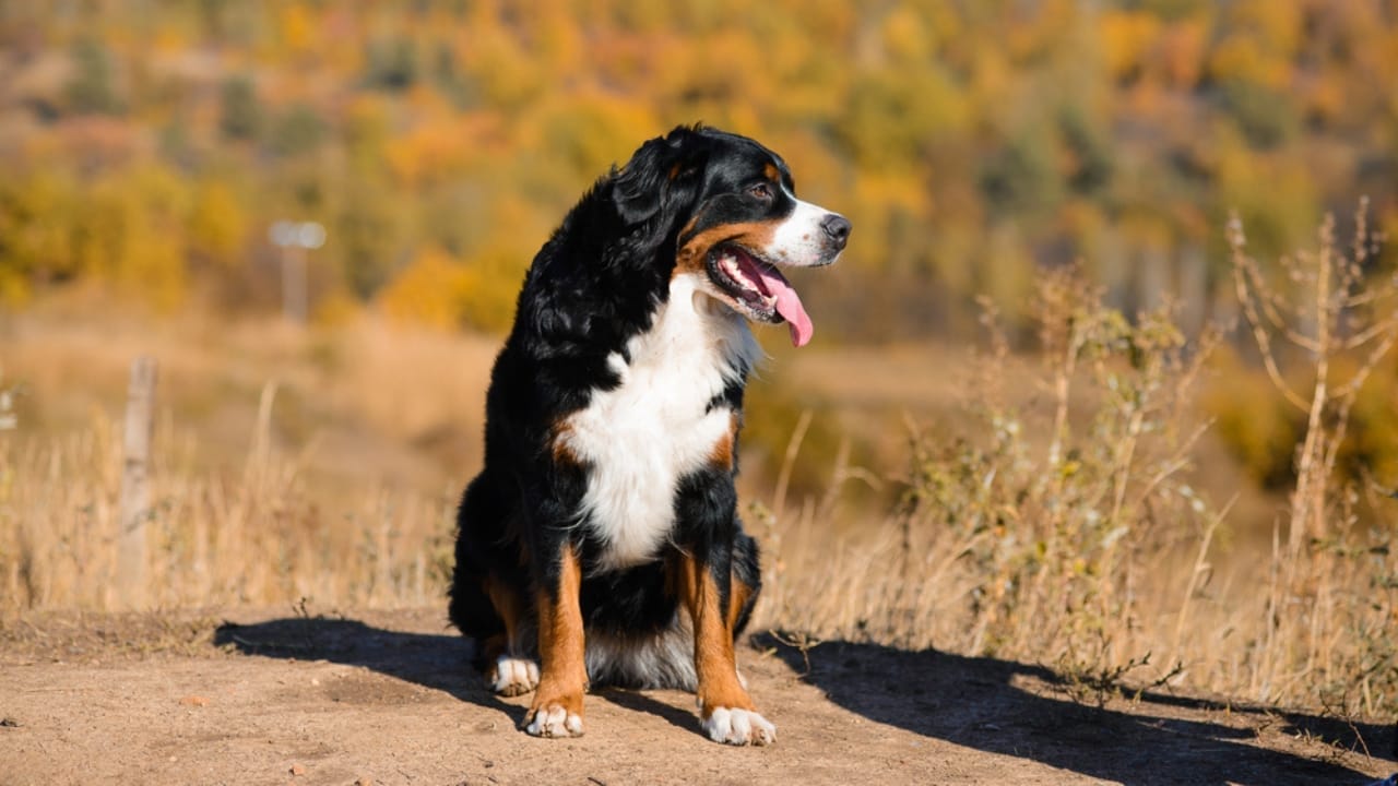 12 Golden Retriever Mix Breeds Taking the Pet World by Storm 12 12 Golden Retriever Mix Breeds Taking the Pet World by Storm - Golden Mountain Dog dp415206026