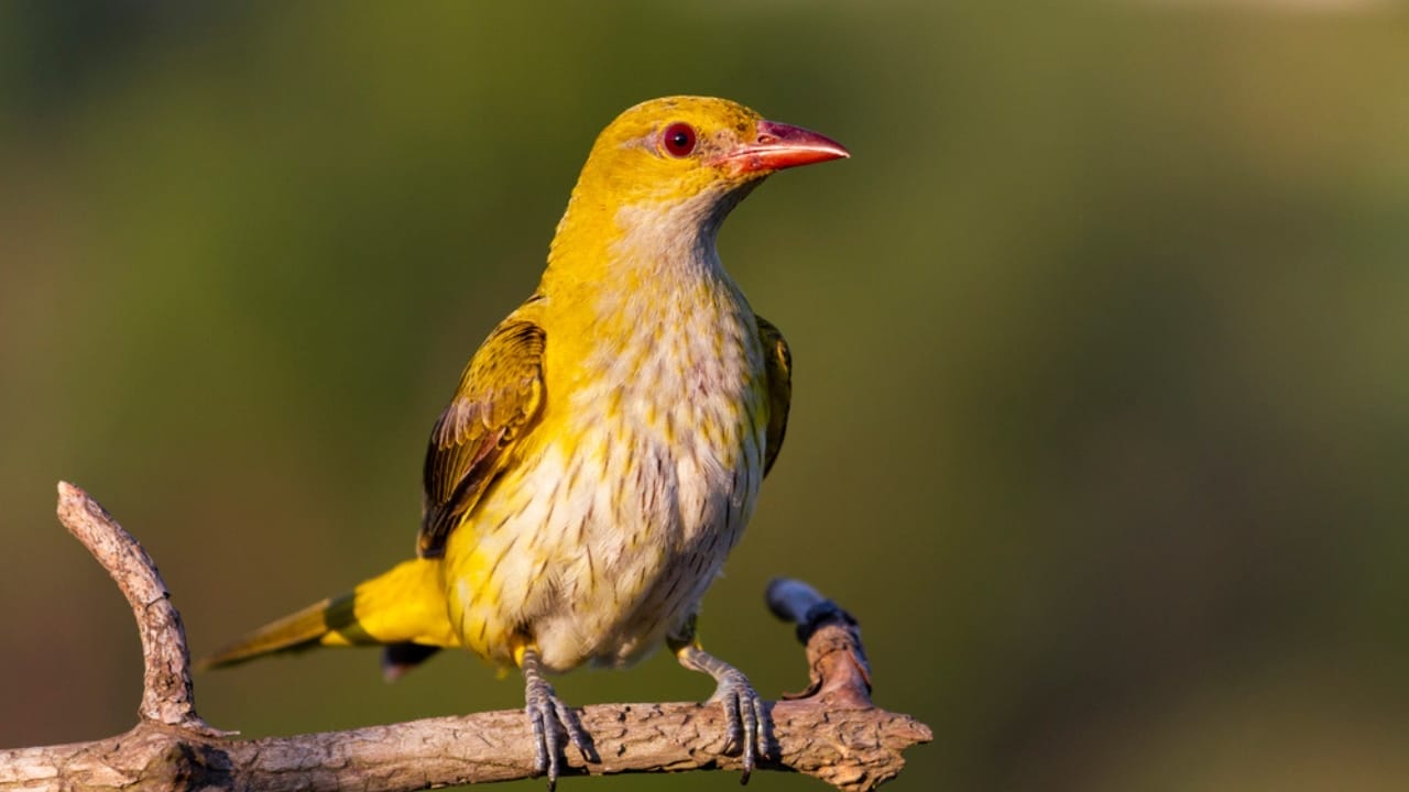15 Yellow Birds That Add a Touch of Sunshine to Every Forest, Garden & Backyard 15 15 Yellow Birds That Add a Touch of Sunshine to Every Forest, Garden & Backyard - Golden Oriole dp359464842