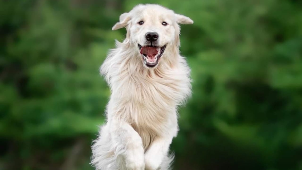 12 Golden Retriever Mix Breeds Taking the Pet World by Storm 7 12 Golden Retriever Mix Breeds Taking the Pet World by Storm - Golden Pyrenees ss2486563733
