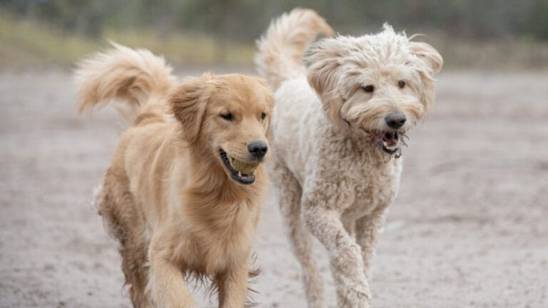 12 Golden Retriever Mix Breeds Taking the Pet World by Storm 10 12 Golden Retriever Mix Breeds Taking the Pet World by Storm - Golden Retriever and Poodle dog ss2439653161