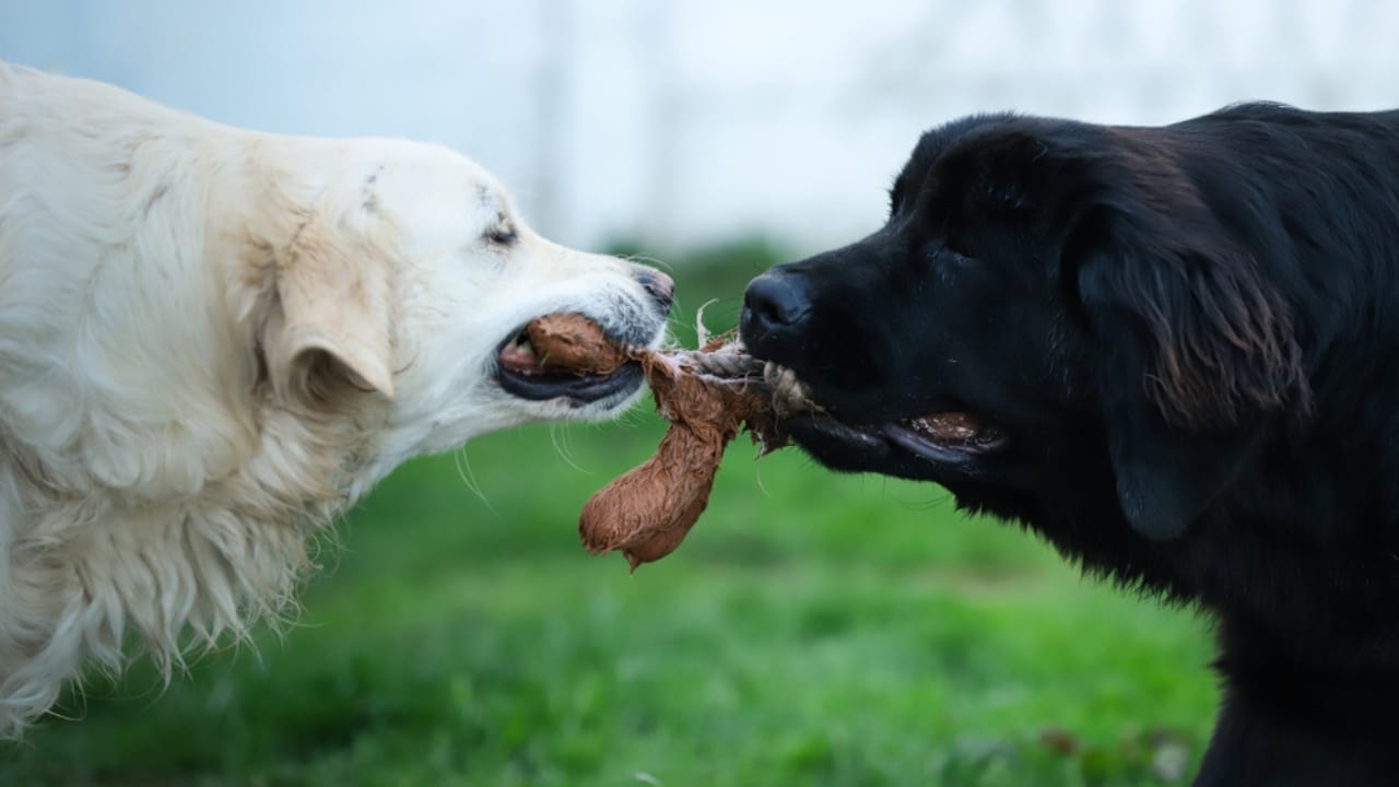 12 Golden Retriever Mix Breeds Taking the Pet World by Storm 8 12 Golden Retriever Mix Breeds Taking the Pet World by Storm - Golden Retriever and newfoundland dog ss1174690633