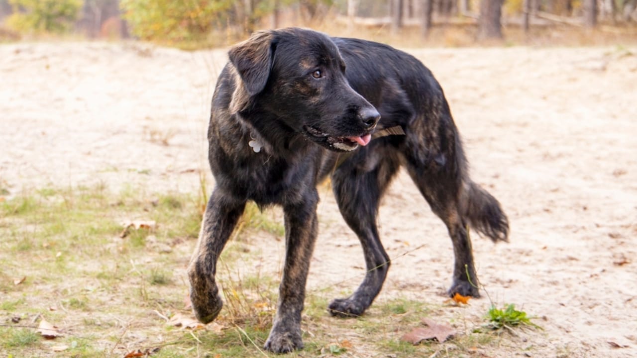 12 Golden Retriever Mix Breeds Taking the Pet World by Storm 3 12 Golden Retriever Mix Breeds Taking the Pet World by Storm - Golden Shepherd ss2305403911