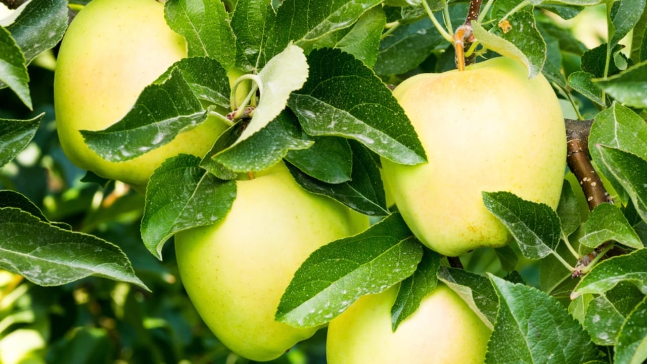 13 Trees to Plant for a Bountiful Homestead 7 13 Trees to Plant for a Bountiful Homestead - Golden apples tree dp15677233