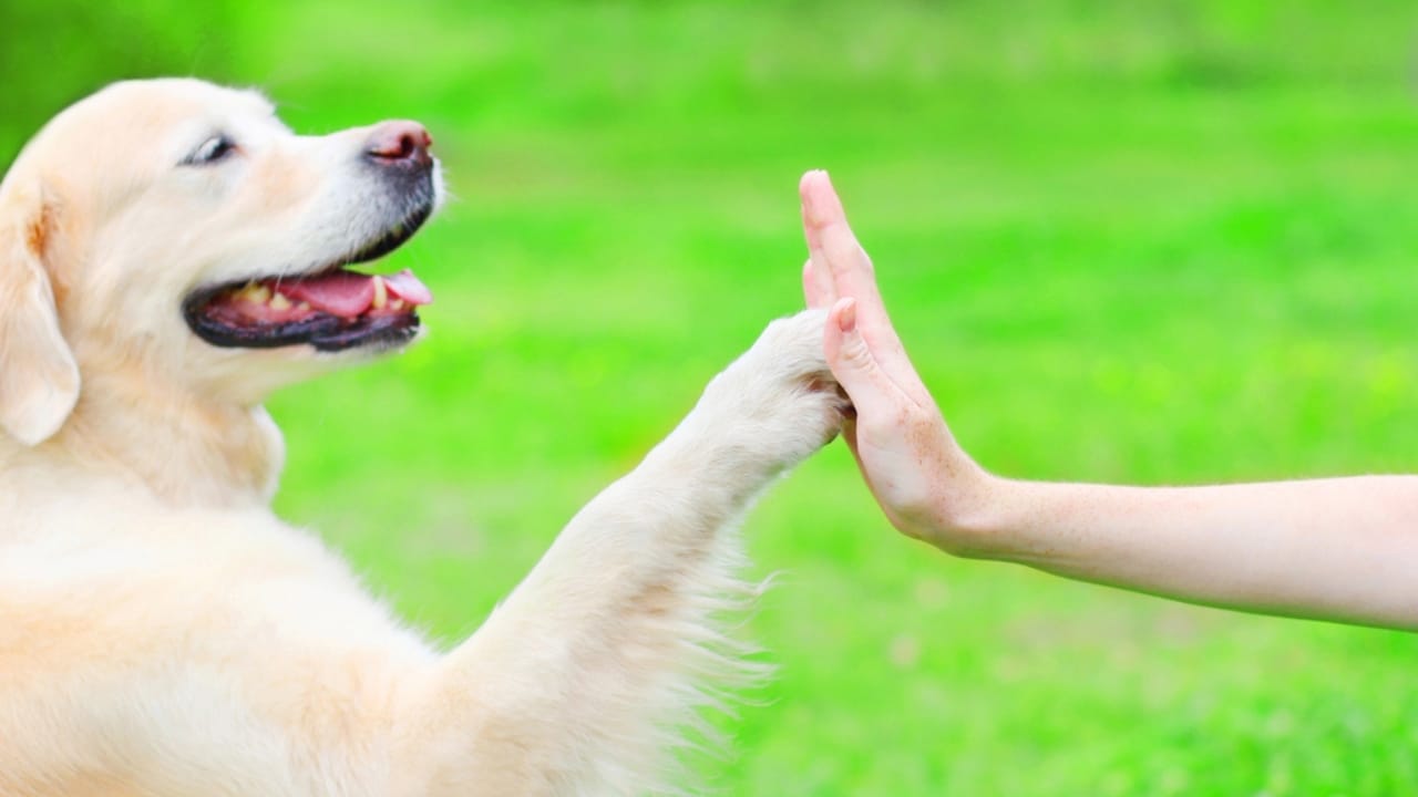 15 Easy Beginner Dog Tricks That Will Make Your Furry Friend a Superstar - Golden retriever doing high five dp150314020