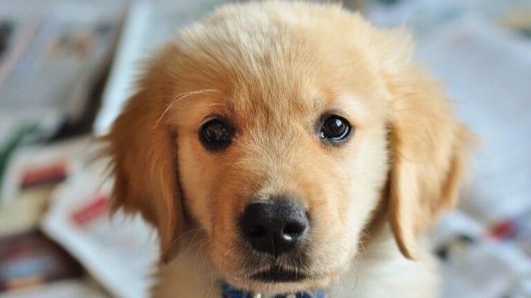 Potty Training Made Easy: 7 Tips for Your New Puppy 3 Potty Training Made Easy: 7 Tips for Your New Puppy - Golder Retirever Puppy ss388719256