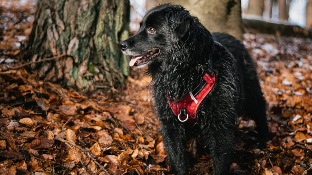 12 Golden Retriever Mix Breeds Taking the Pet World by Storm 9 12 Golden Retriever Mix Breeds Taking the Pet World by Storm - Gollie Dog ss2372815803