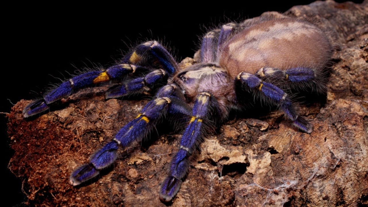 15 Rare Animal Species You’ll Rarely See as They Face Extinction in the Wild - Gooty Tarantula ss794402002