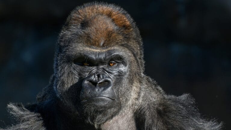 World’s Largest Gorilla Weighs in at a Staggering 589 Pounds 7 World’s Largest Gorilla Weighs in at a Staggering 589 Pounds - Gorilla ss1642584088