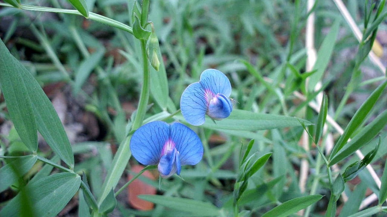 10 Unheard-of Foods That Became Lifesavers During Famine & Shortages 2 10 Unheard-of Foods That Became Lifesavers During Famine & Shortages - Grass peas wc