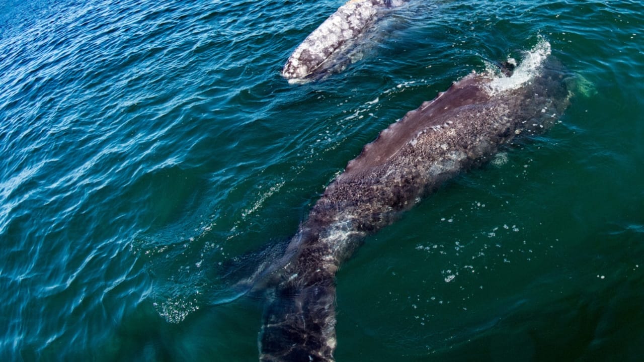 15 Animals Known for Their Gentle & Friendly Nature - Gray whales dp188875074
