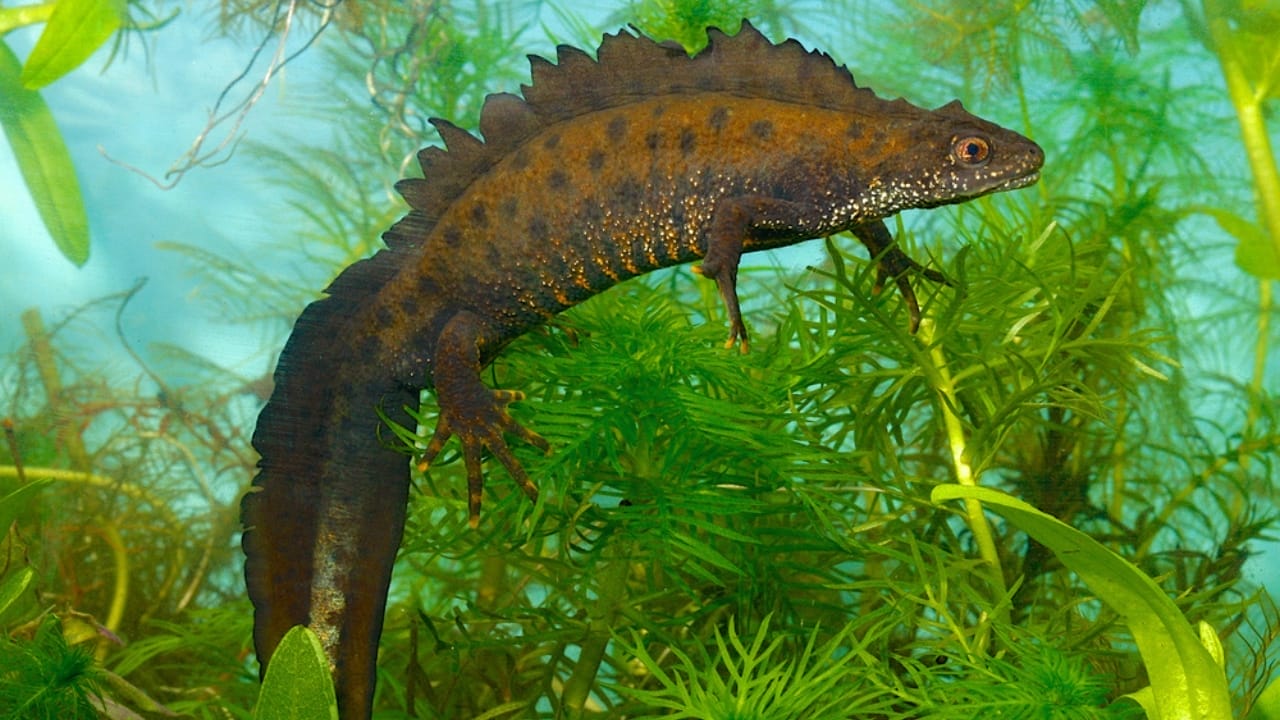 15 Animals You Can’t Relocate from Your Property—Even If You Want To 6 15 Animals You Can’t Relocate from Your Property—Even If You Want To - Great Crested Newt ss1965723211