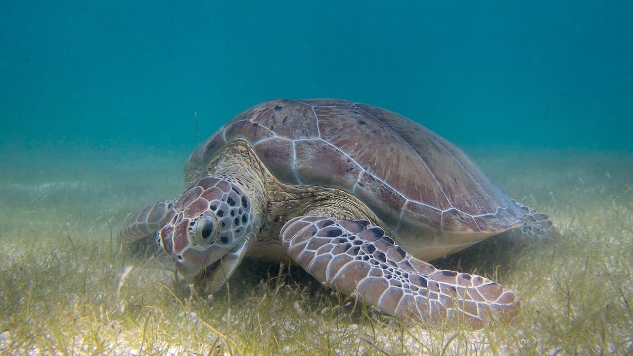 10 of the World's Most Dangerous Turtles - Green sea turtle wc