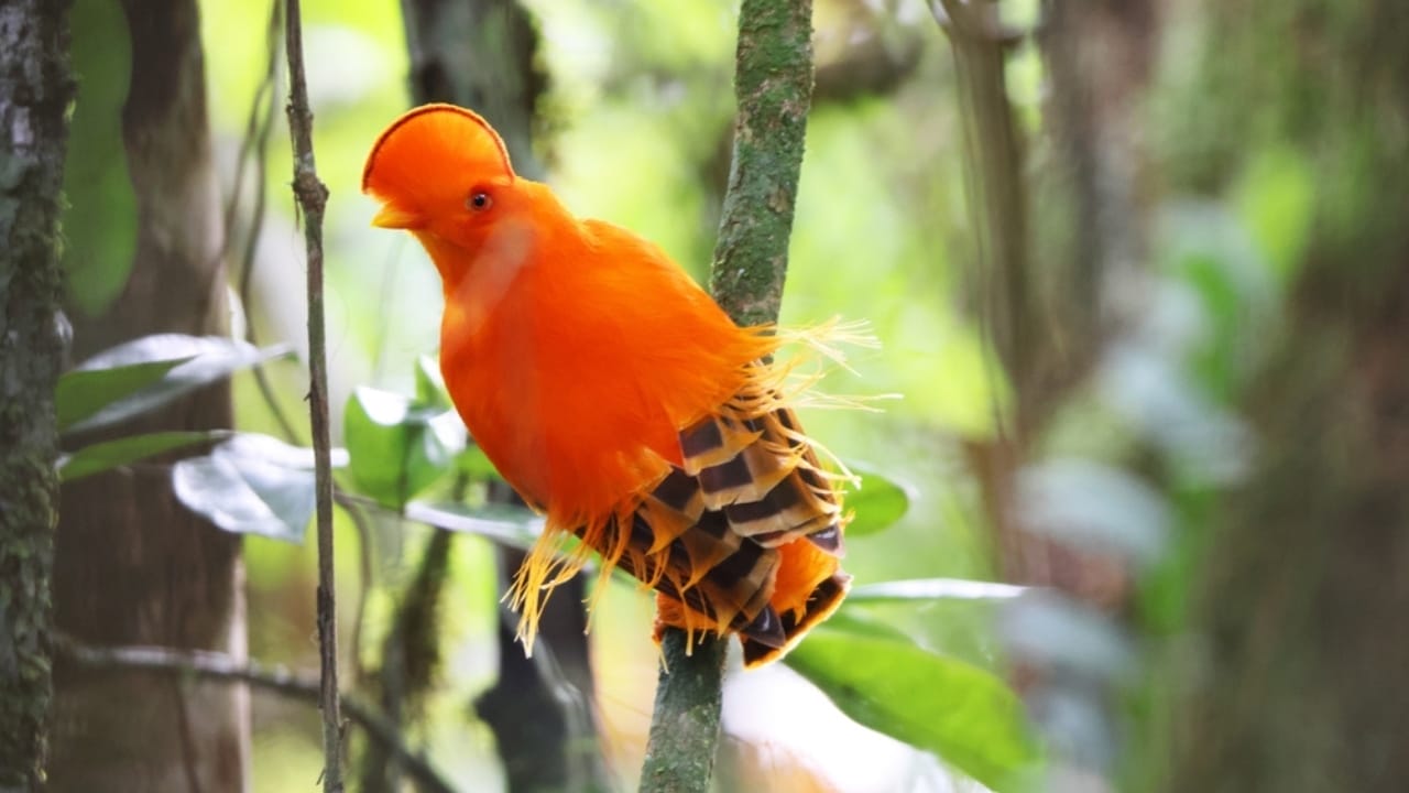 7 Orange-Headed Birds That Stand Out in Nature’s Palette 4 7 Orange-Headed Birds That Stand Out in Nature’s Palette - Guianan cock of the rock bird ss2455462751