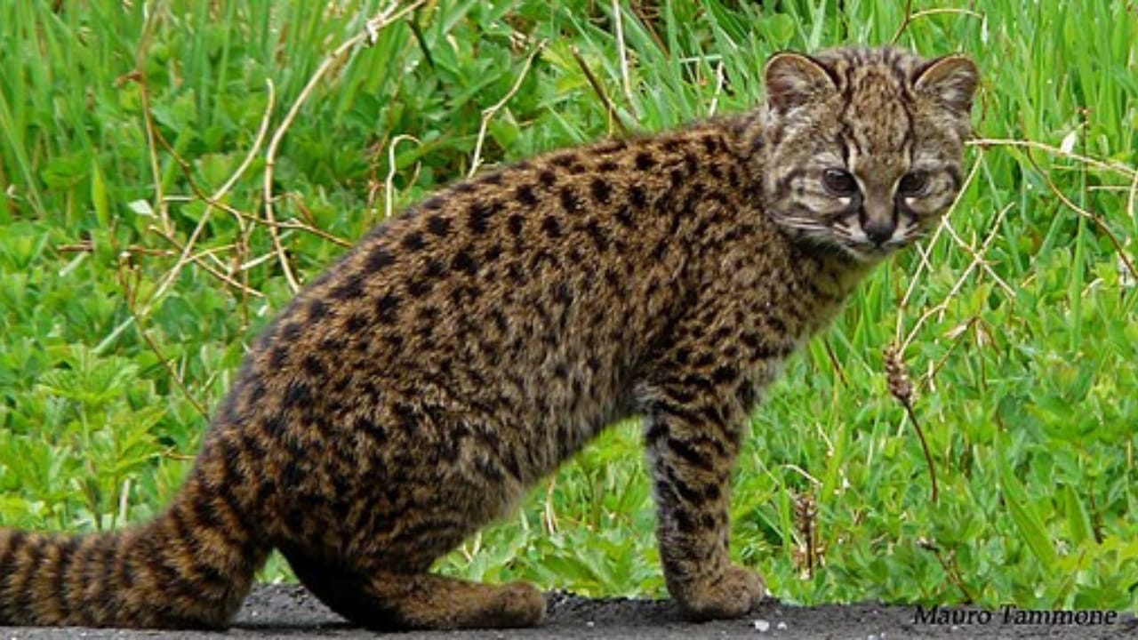 10 Wild Cats That are Among the Smallest in the World 5 10 Wild Cats That are Among the Smallest in the World - Guina wc