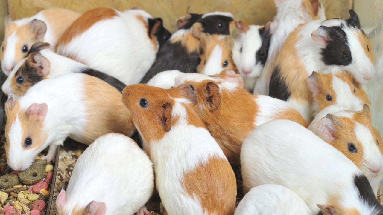 First Pet? 13 Easygoing Pets Perfect for Beginners 4 First Pet? 13 Easygoing Pets Perfect for Beginners - Guinea Pigs dp2651950