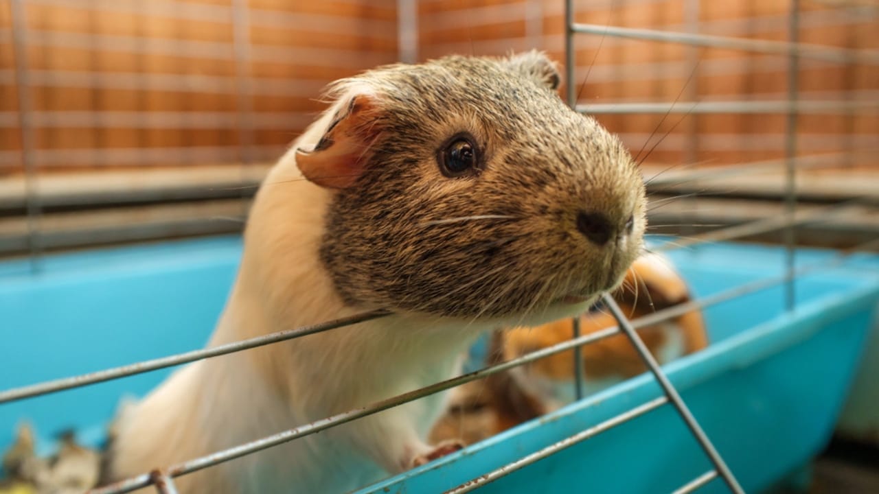 15 Important Facts People Overlook Before Getting a Guinea Pig - Guinea pig in cage dp223589550
