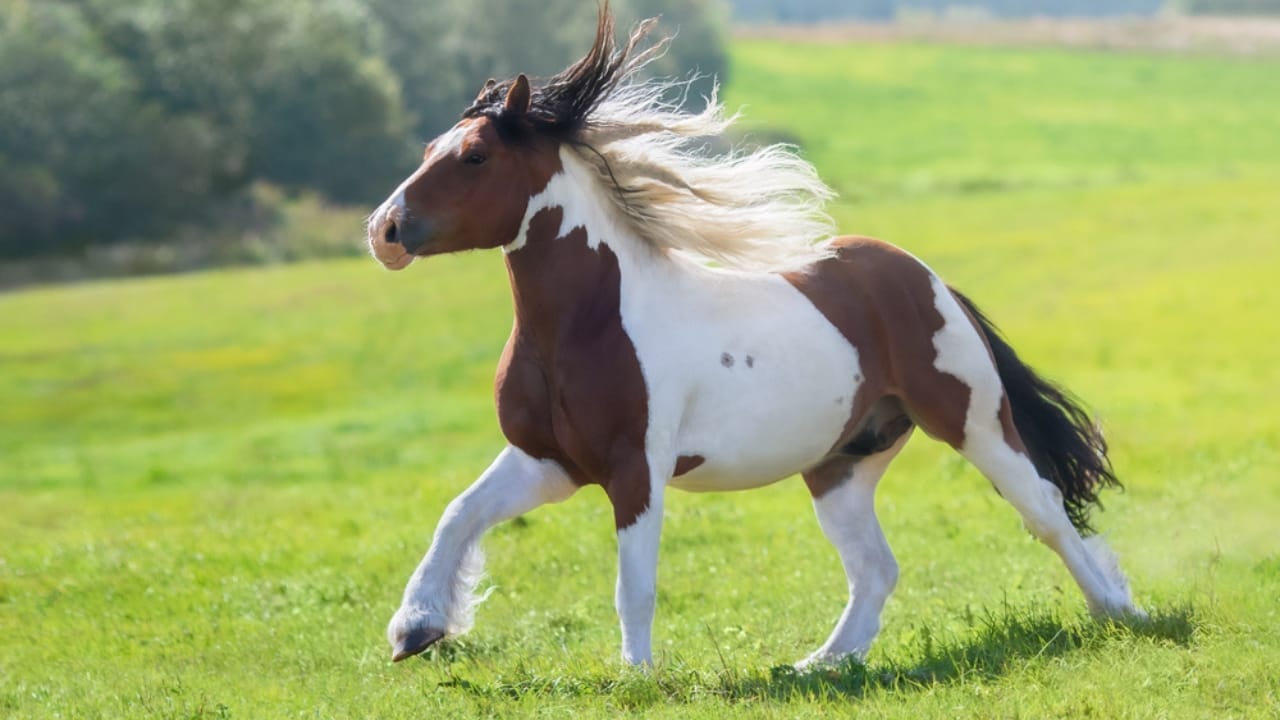 15 of the Best Horse Breeds for Equine Therapy 4 15 of the Best Horse Breeds for Equine Therapy - Gypsy Horse dp307061086