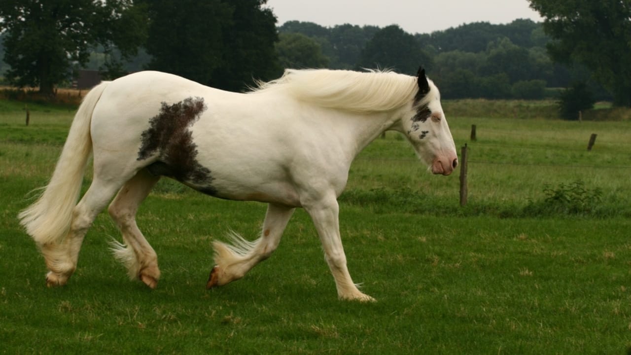The 15 Most Desired Horse Breeds for Those Who Love to Ride - Gypsy Vanner horse ss2434091713
