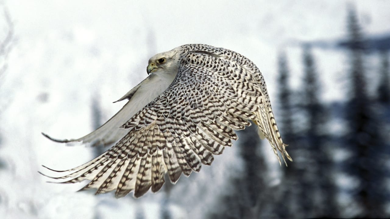 15 Birds That Take Flight at Record-Breaking Speeds 15 15 Birds That Take Flight at Record-Breaking Speeds - Gyrfalcon dp346300620