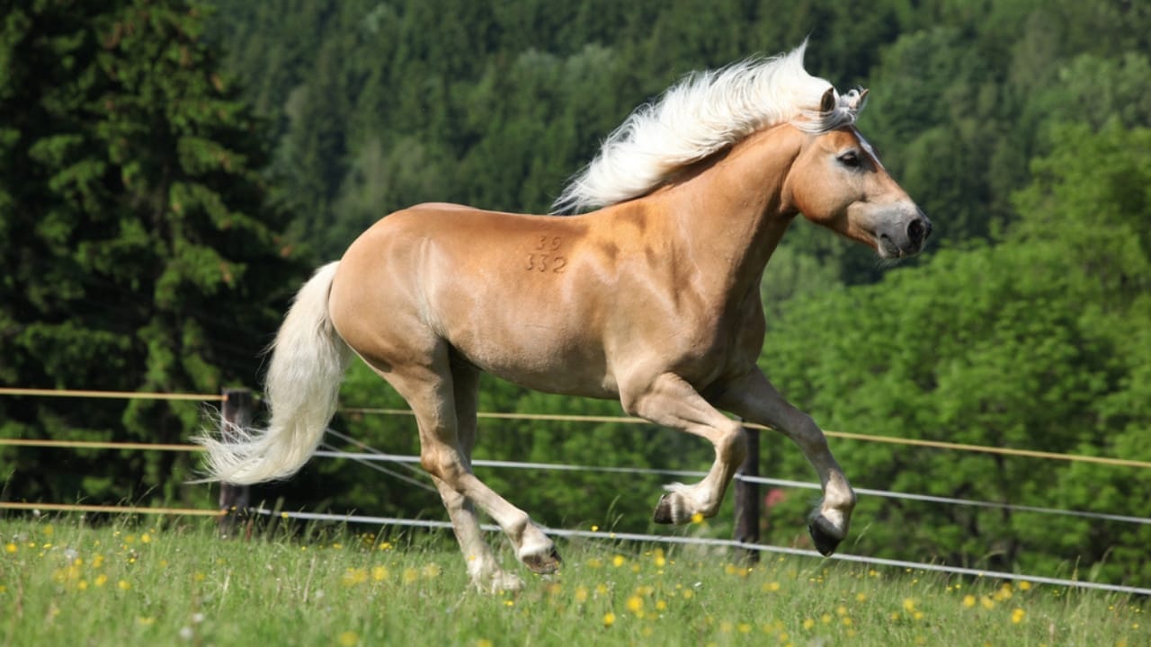 25 Perfect Horse Breeds for Kids Starting Out 15 25 Perfect Horse Breeds for Kids Starting Out - Haflinger horse dp24204999