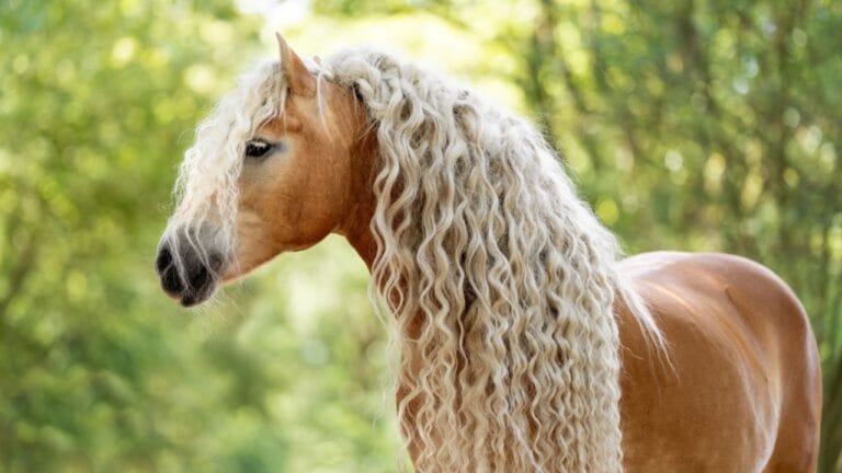 15 of the Rarest Horse Breeds You’ll Ever Encounter 6 15 of the Rarest Horse Breeds You’ll Ever Encounter - Haflinger horse ss2383538447