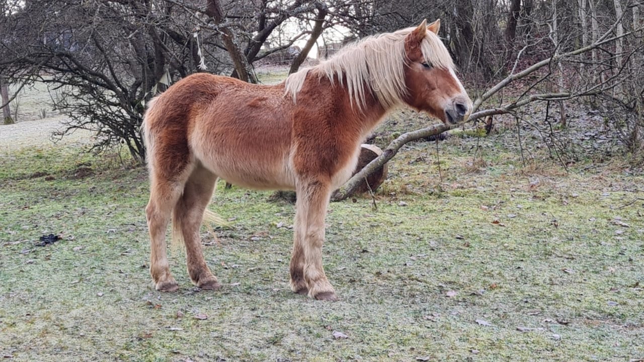 15 Enduring Horse Breeds with Lifespans as Strong as Their Spirit 9 15 Enduring Horse Breeds with Lifespans as Strong as Their Spirit - Haflinger ss2475562495