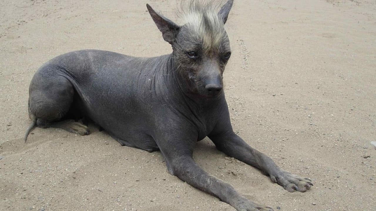 Bald is the New Beautiful: 8 Exotic Hairless Dog Breeds 7 Bald is the New Beautiful: 8 Exotic Hairless Dog Breeds - Hairless Khala wc