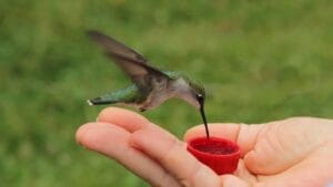 12 Things You Should Never Feed Hummingbirds 1 12 Things You Should Never Feed Hummingbirds - Hand feeding humming bird ss602144447