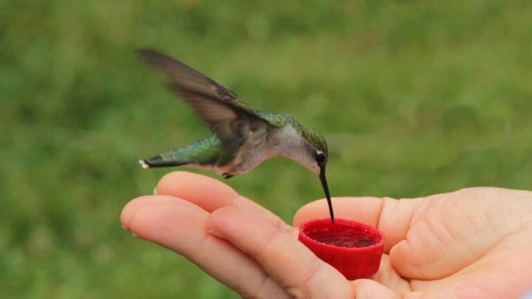 12 Things You Should Never Feed Hummingbirds - Hand feeding humming bird ss602144447