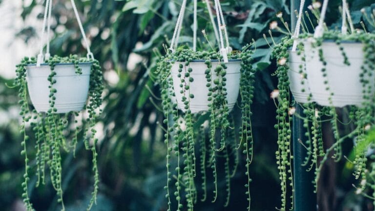 11 Low-maintenance String of Plant Varieties to Jazz Up Your Home Decor 8 11 Low-maintenance String of Plant Varieties to Jazz Up Your Home Decor - Hanging plants in a green house ss707427718